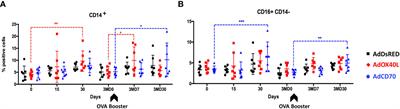 Adenoviral delivery of soluble ovine OX40L or CD70 costimulatory molecules improves adaptive immune responses to a model antigen in sheep